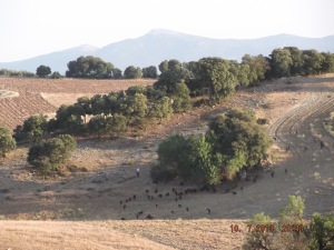 Pastoreo en El Manzano